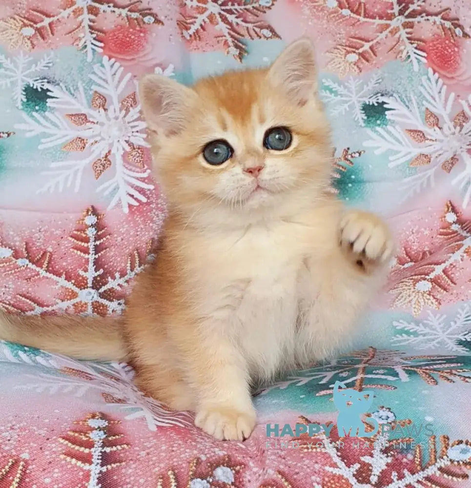 Bella British Shorthair female black golden chinchilla live animals