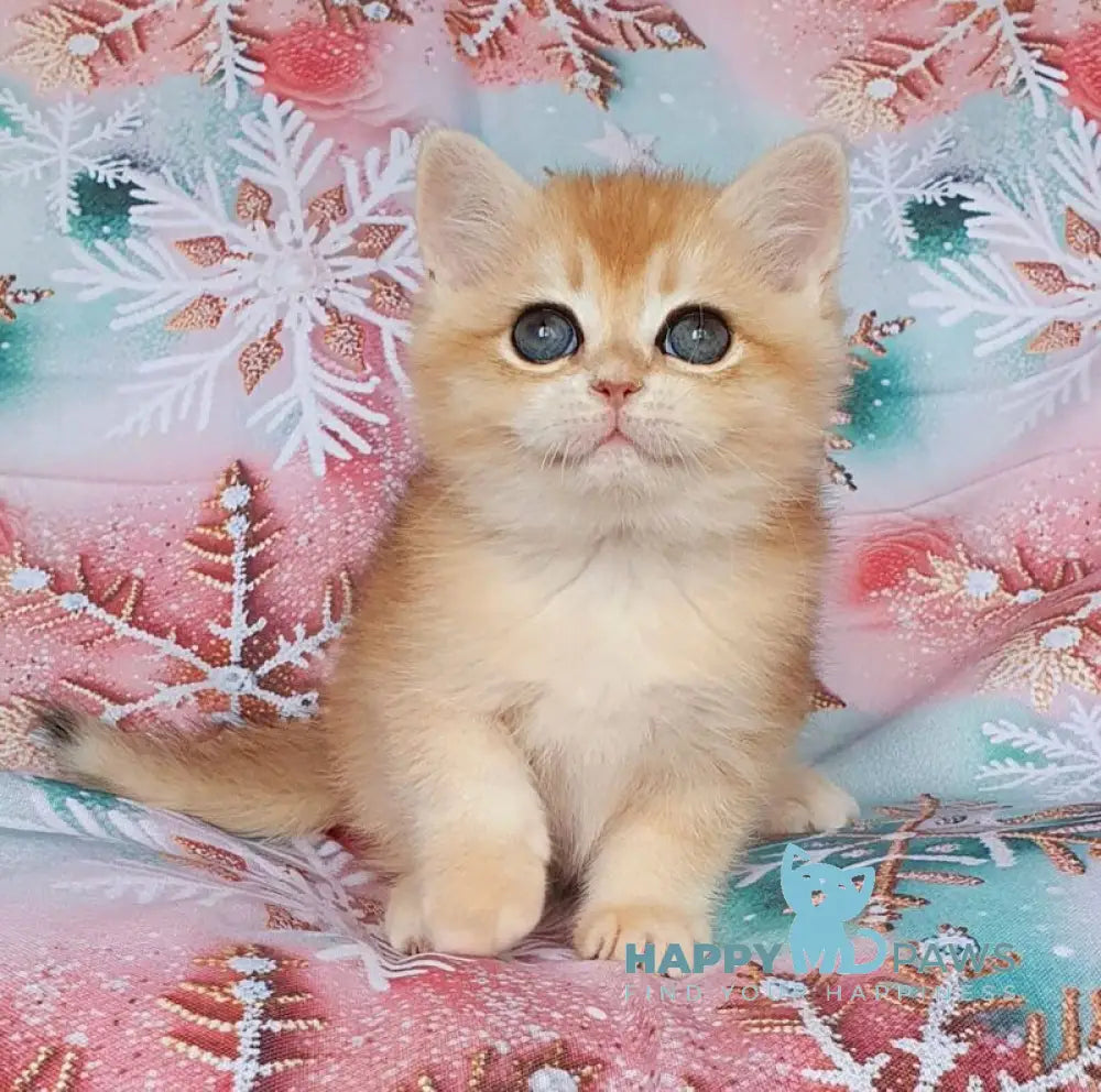 Bella British Shorthair female black golden chinchilla live animals