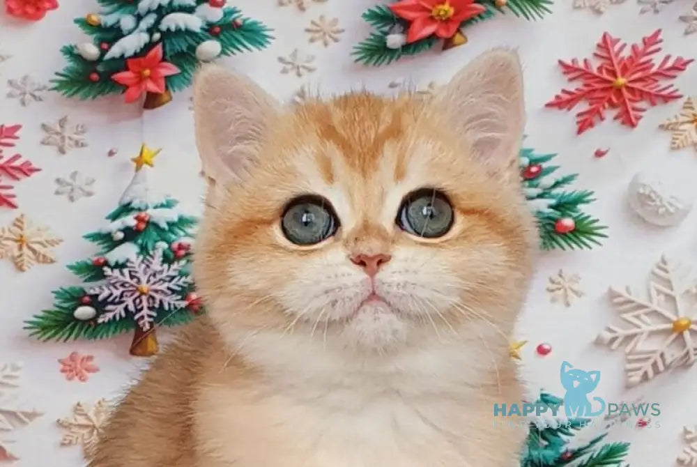 Bella British Shorthair female black golden chinchilla live animals