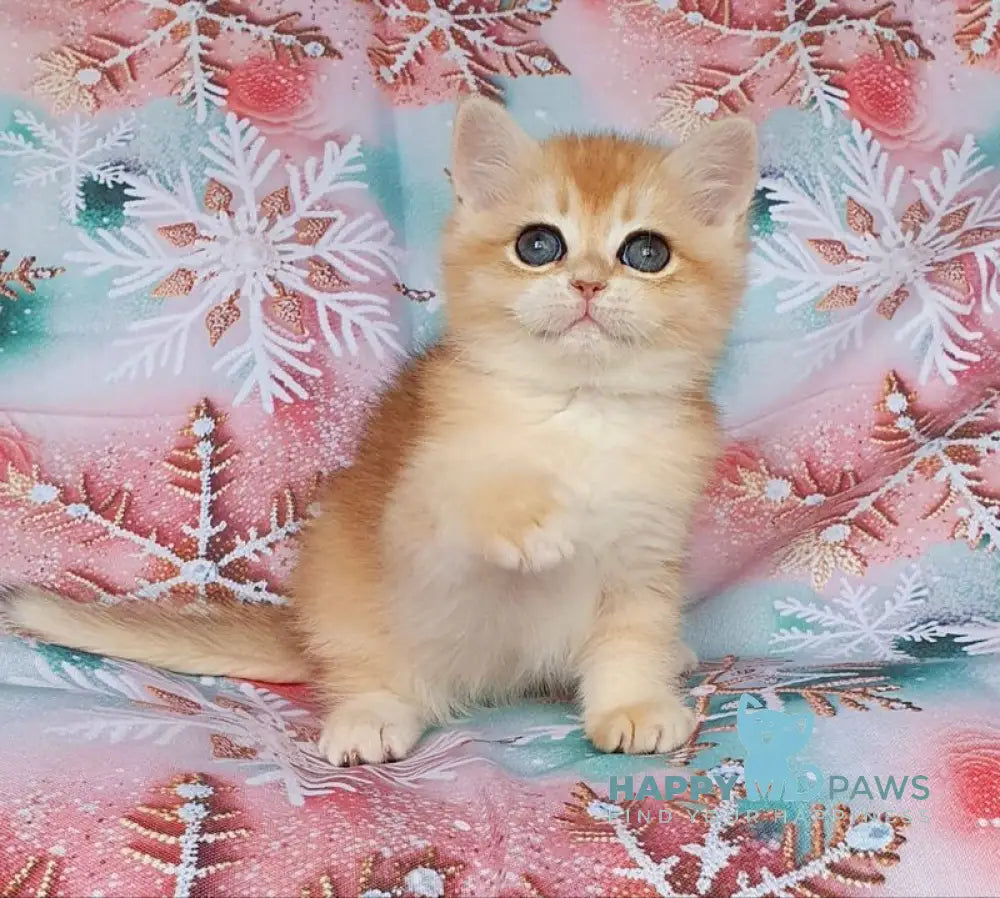 Bella British Shorthair female black golden chinchilla live animals