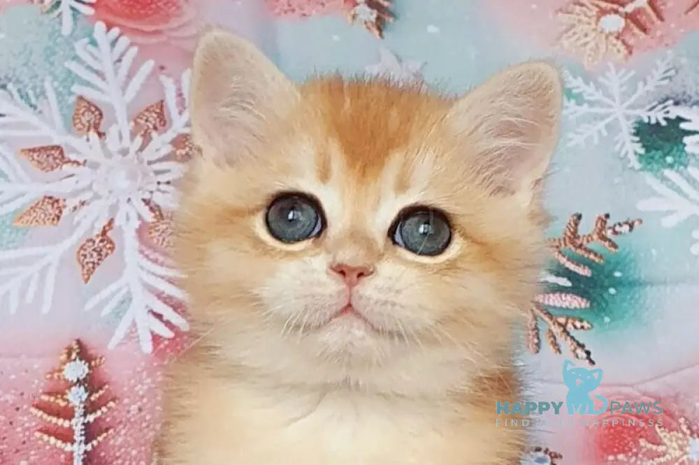 Bella British Shorthair female black golden chinchilla live animals