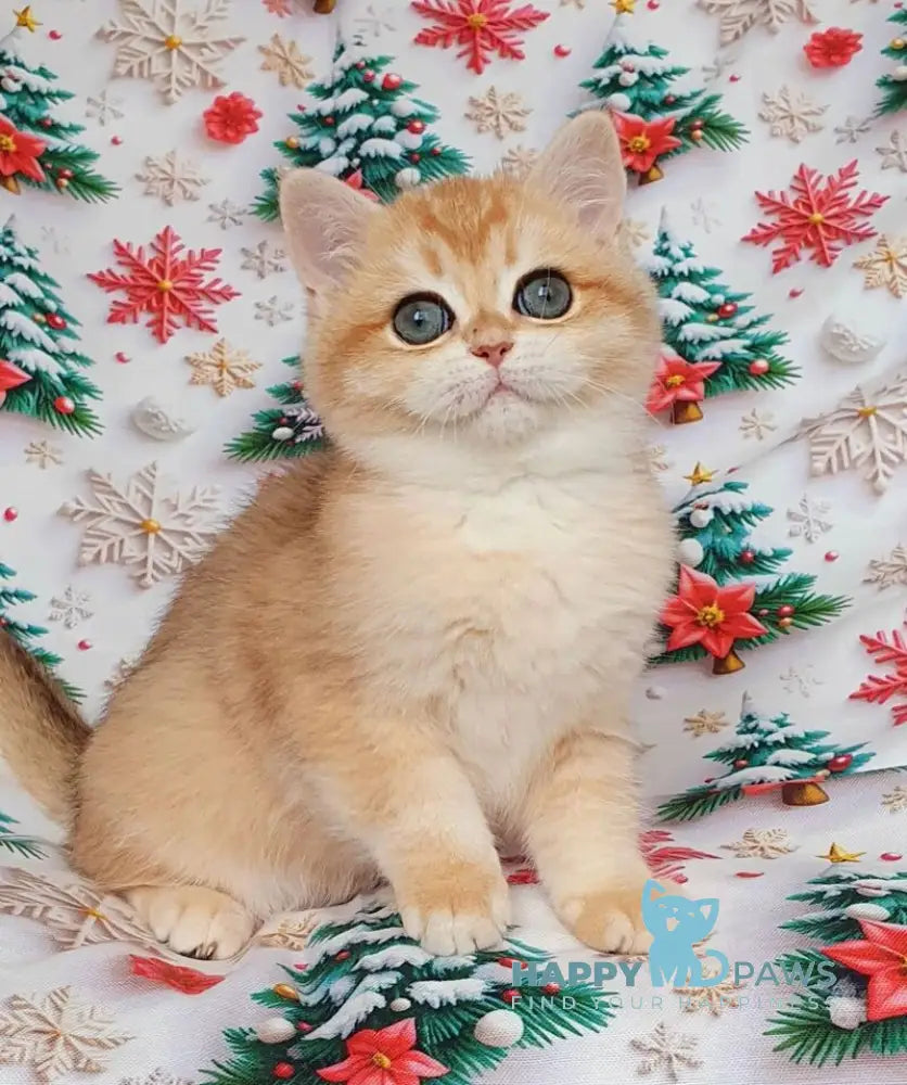 Bella British Shorthair female black golden chinchilla live animals