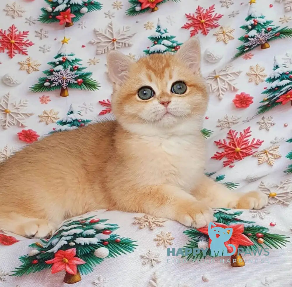 Bella British Shorthair female black golden chinchilla live animals