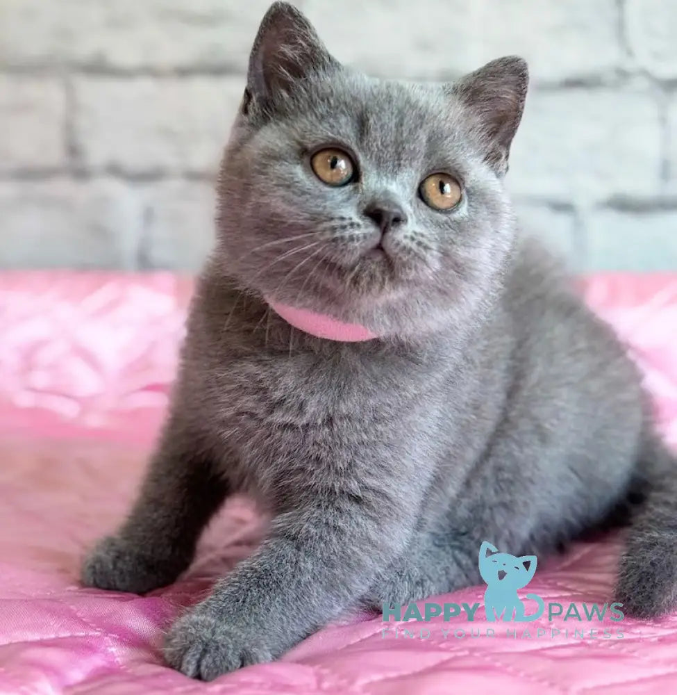 Bella British Shorthair female blue live animals