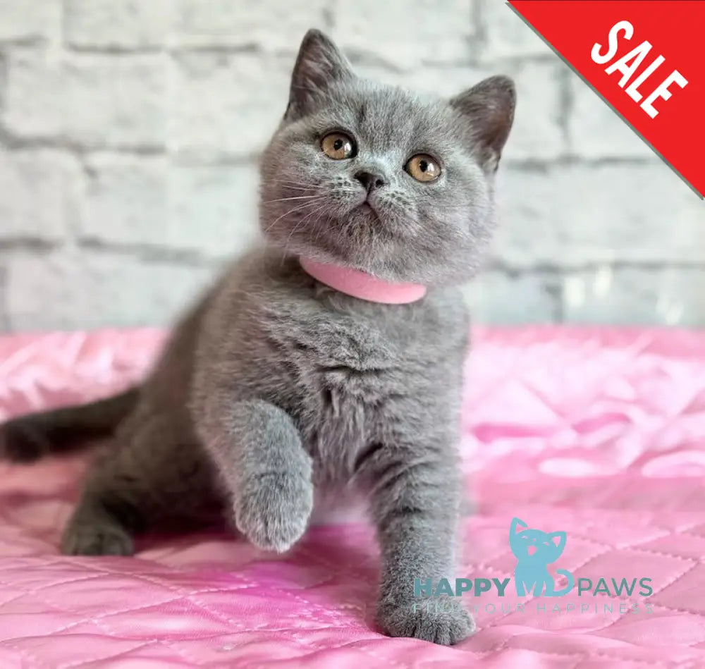 Bella British Shorthair female blue live animals