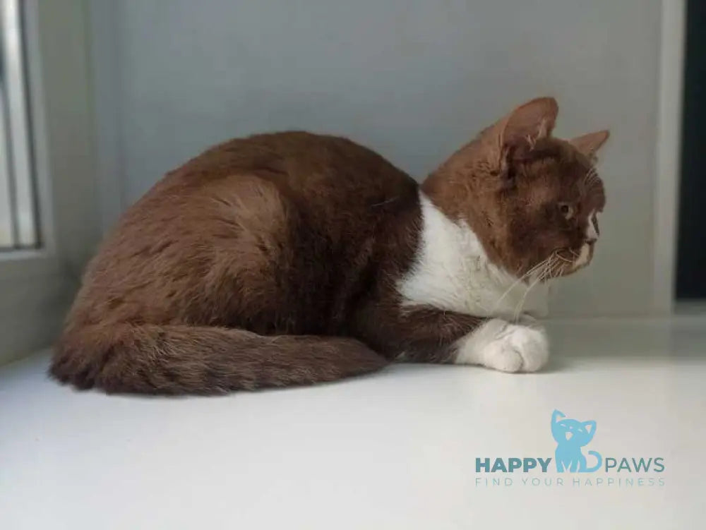 Bella British Shorthair female cinnamon bicolour live animals