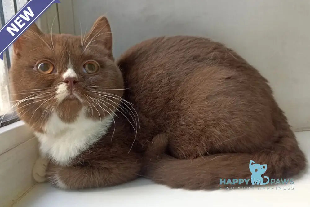 Bella British Shorthair female cinnamon bicolour live animals