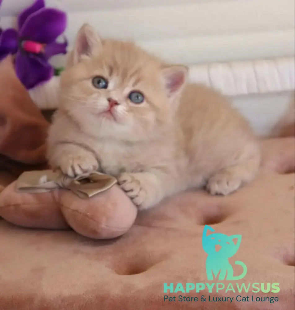 Bella British Shorthair female lilac golden shaded - live animals