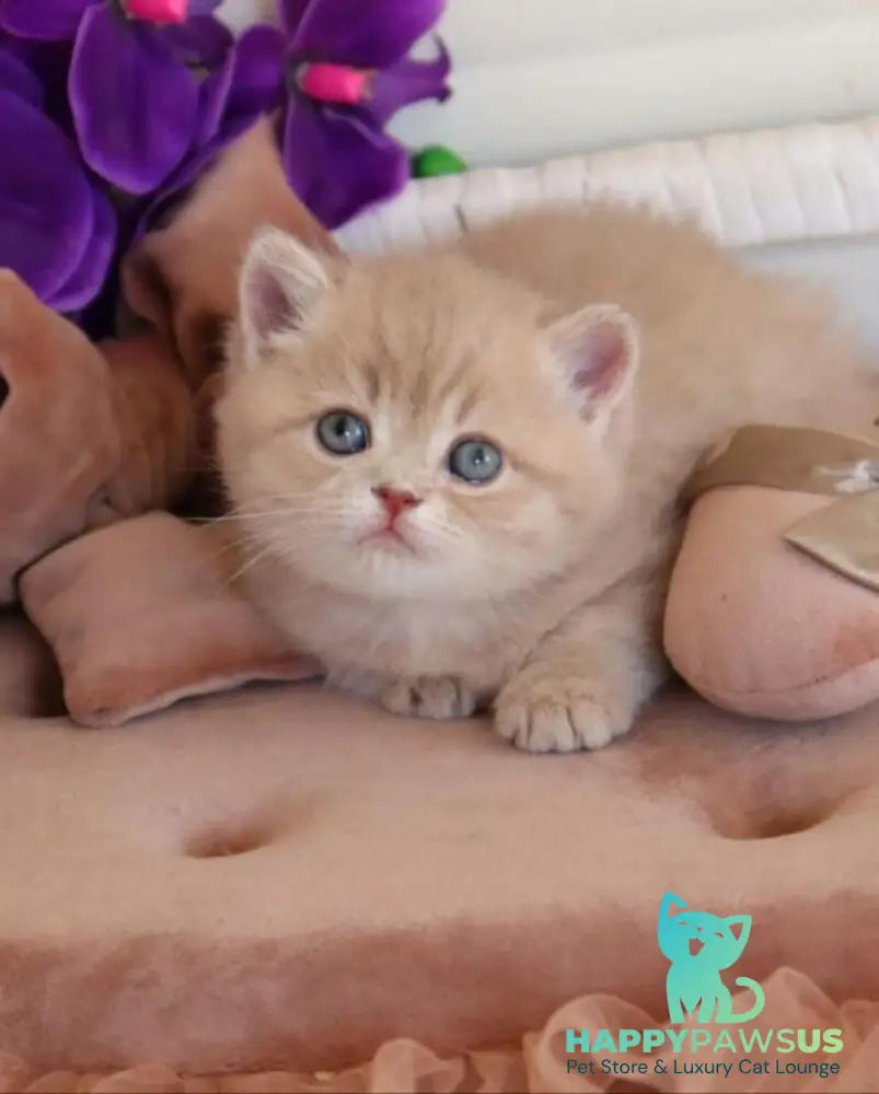 Bella British Shorthair female lilac golden shaded - live animals