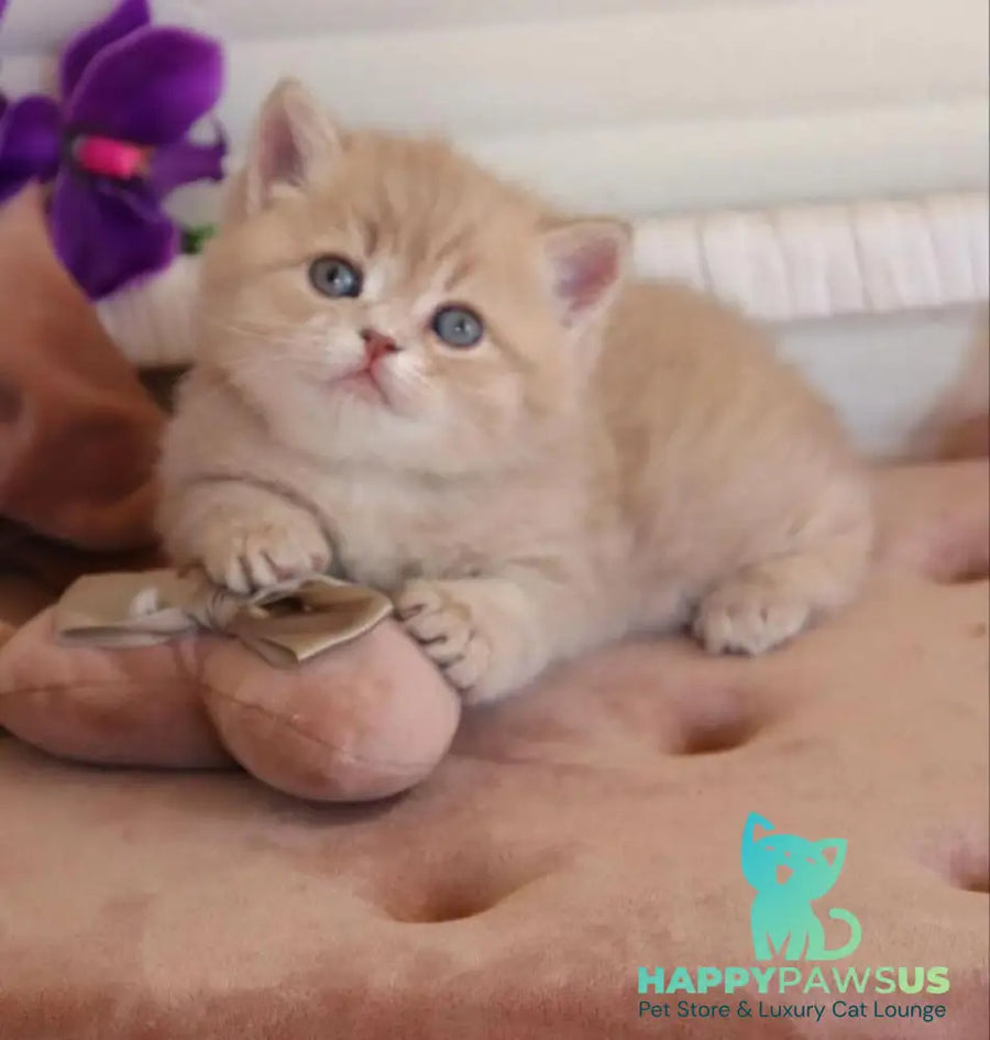 Bella British Shorthair female lilac golden shaded - live animals