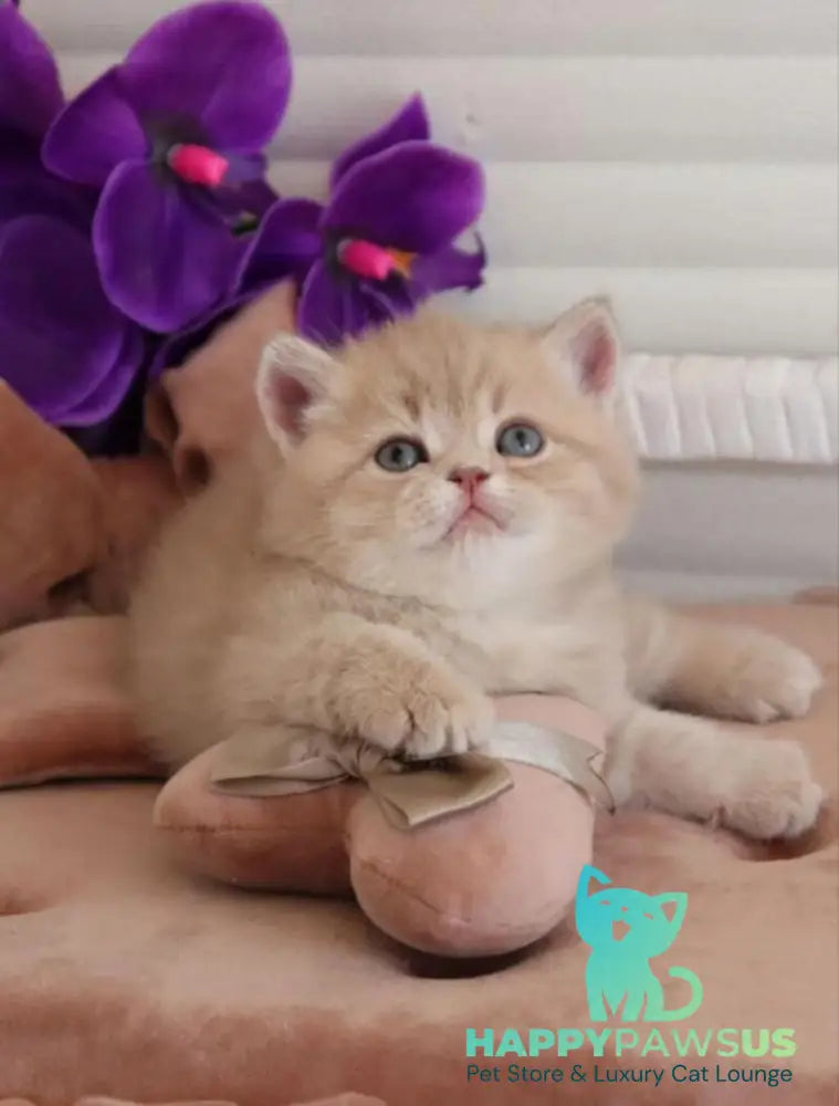 Bella British Shorthair female lilac golden shaded - live animals