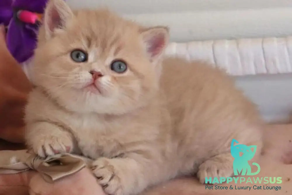 Bella British Shorthair female lilac golden shaded - live animals