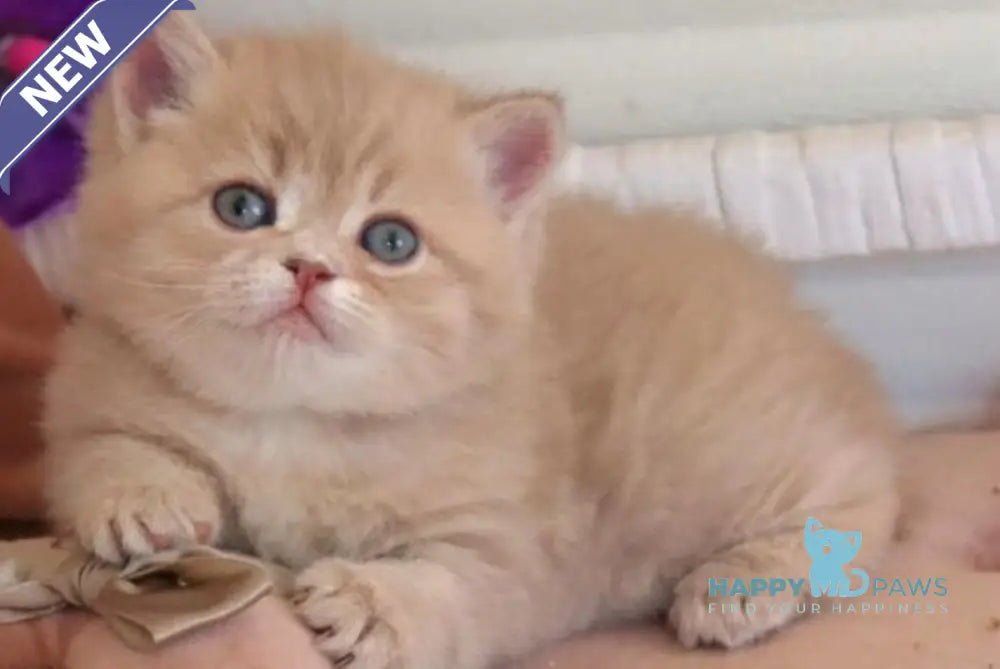Bella British Shorthair female lilac golden shaded - live animals
