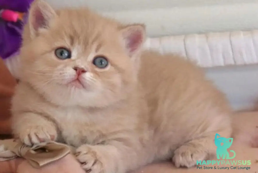 Bella British Shorthair female lilac golden shaded - live animals