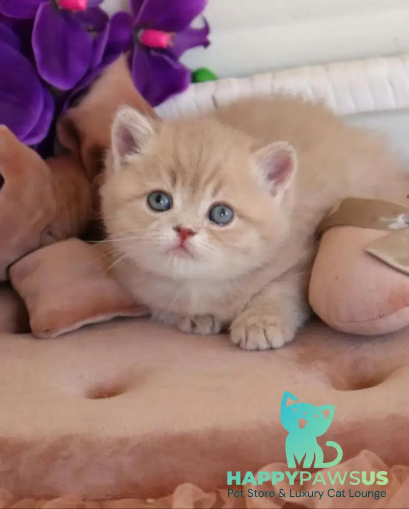 Bella British Shorthair female lilac golden shaded - live animals