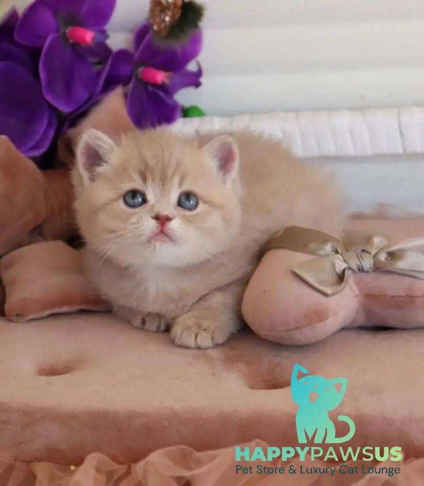 Bella British Shorthair female lilac golden shaded - live animals