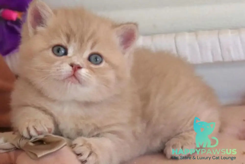 Bella British Shorthair female lilac golden shaded - live animals