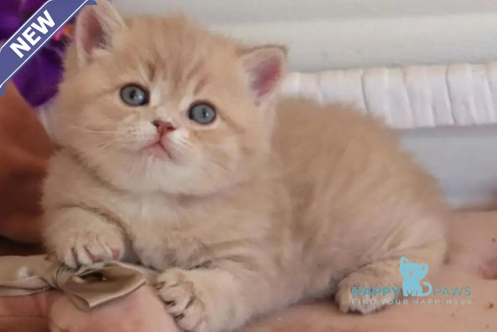 Bella British Shorthair female lilac golden shaded - live animals