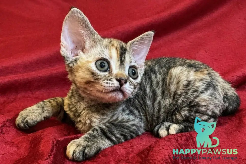 Bella Devon Rex female black tortie spotted tabby - live animals