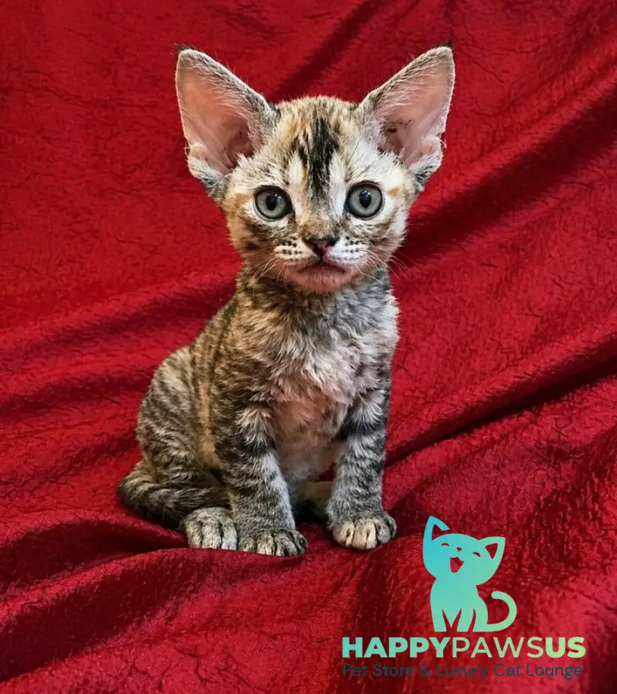 Bella Devon Rex female black tortie spotted tabby - live animals