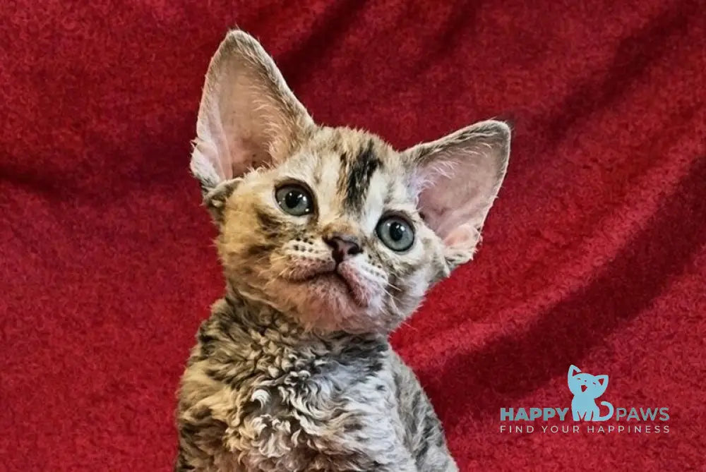 Bella Devon Rex female black tortie spotted tabby - live animals