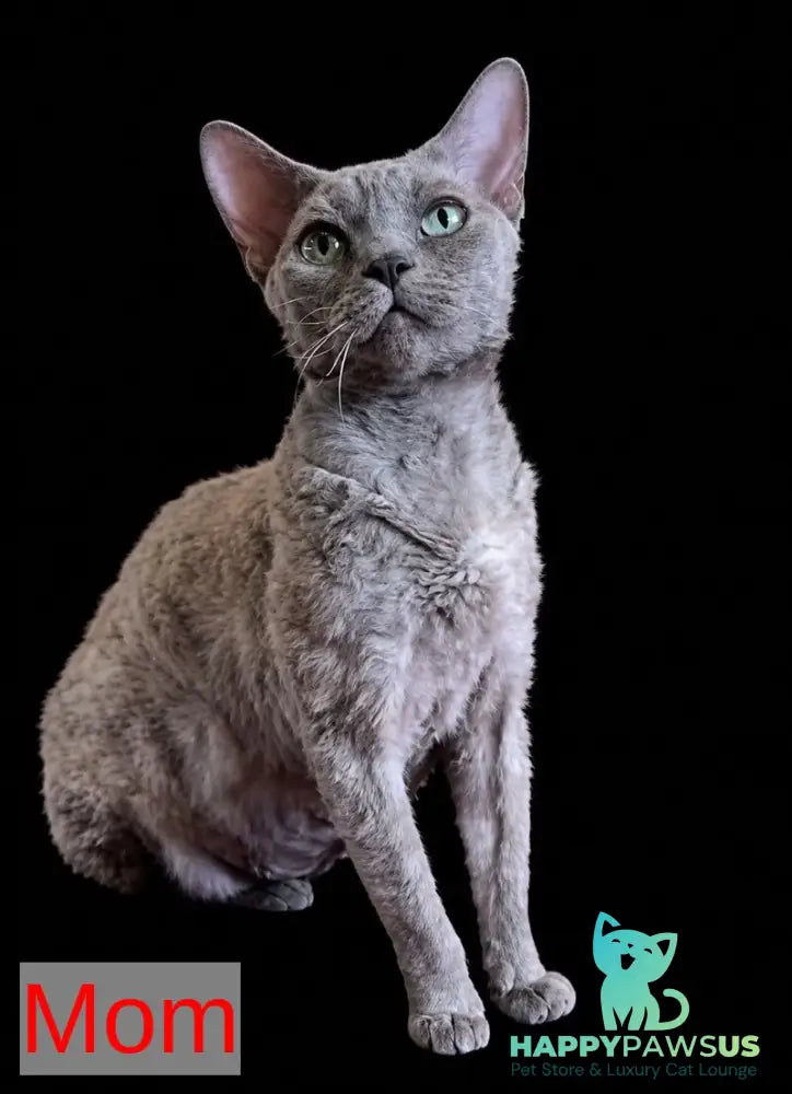 Bella Devon Rex female black tortie spotted tabby - live animals