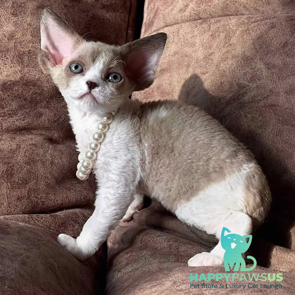 Bella Devon Rex female chocolate bicolour - live animals