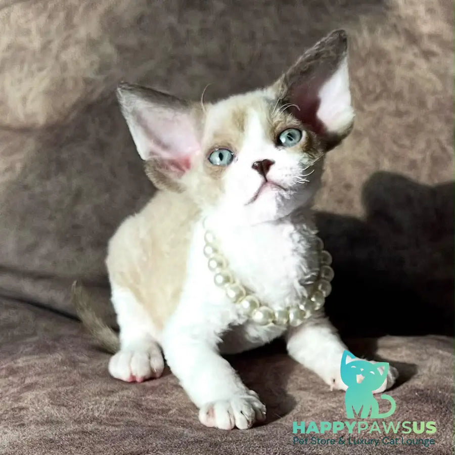 Bella Devon Rex female chocolate bicolour - live animals