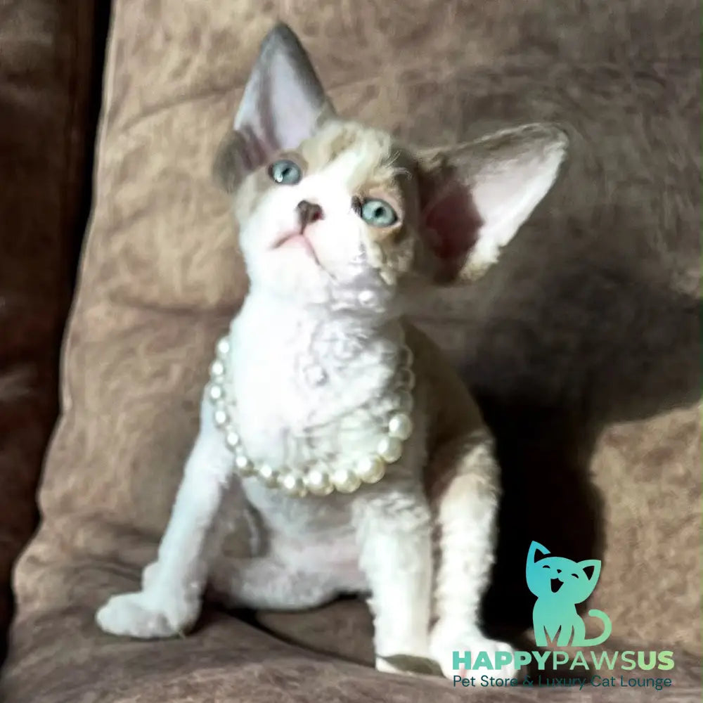 Bella Devon Rex female chocolate bicolour - live animals