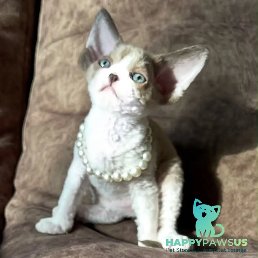 Bella Devon Rex female chocolate bicolour - live animals