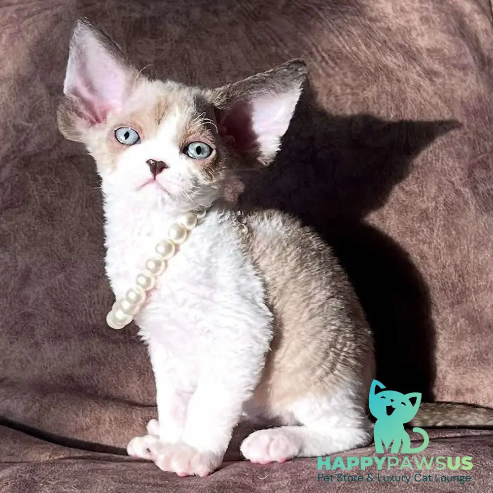 Bella Devon Rex female chocolate bicolour - live animals