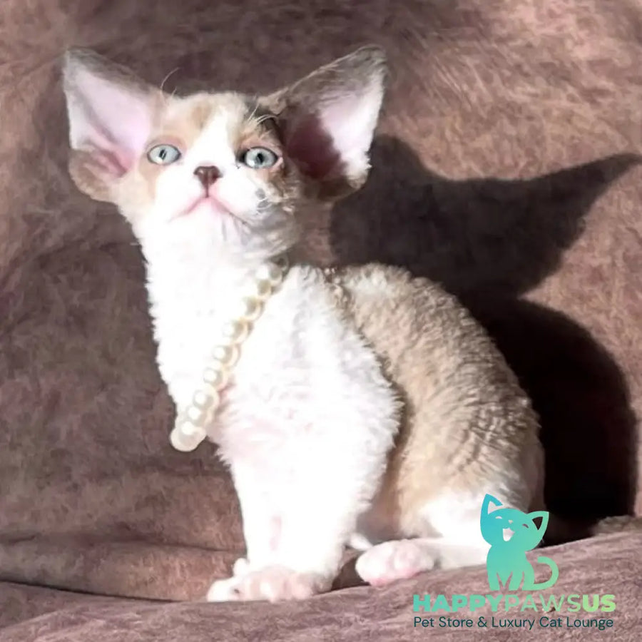 Bella Devon Rex female chocolate bicolour - live animals