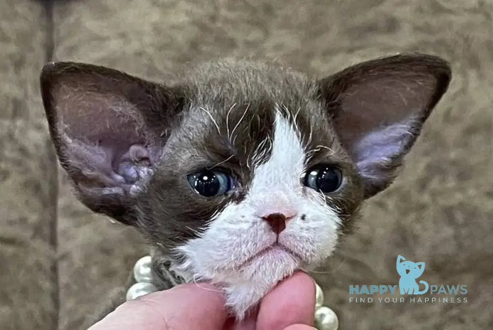 Bella Devon Rex female red bicolour - live animals