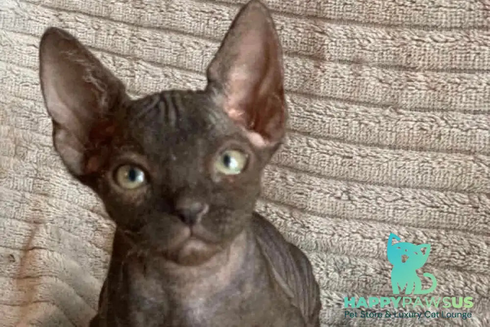 Bella Don Sphynx female black - live animals