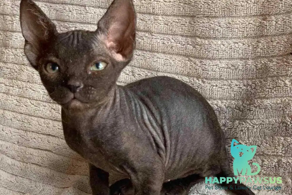 Bella Don Sphynx female black - live animals