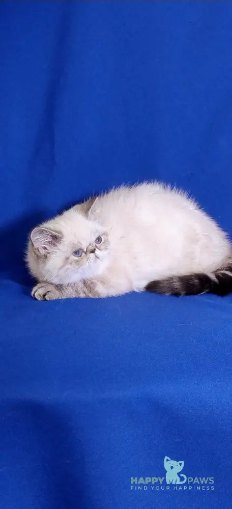 Bella Exotic Female Seal Tabby Pointed Live Animals