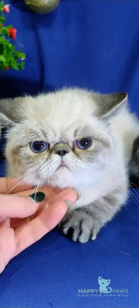 Bella Exotic Female Seal Tabby Pointed Live Animals