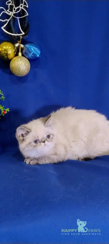 Bella Exotic Female Seal Tabby Pointed Live Animals