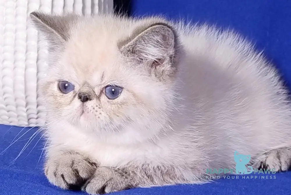 Bella Exotic Female Seal Tabby Pointed Live Animals