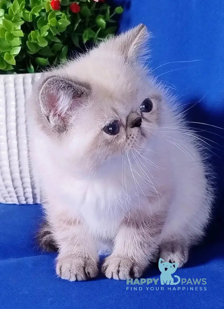 Bella Exotic Female Seal Tabby Pointed Live Animals