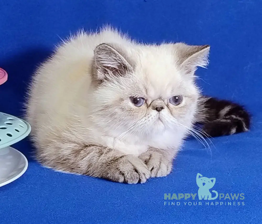 Bella Exotic Female Seal Tabby Pointed Live Animals