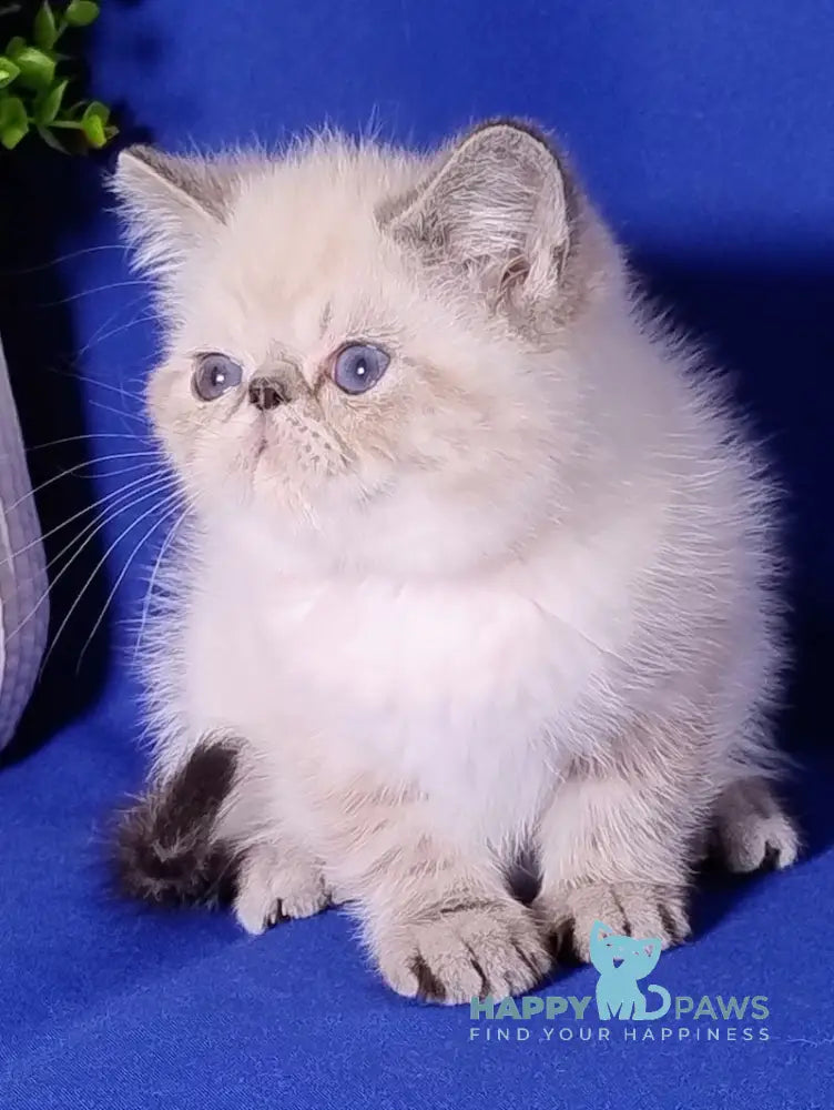 Bella Exotic Female Seal Tabby Pointed Live Animals