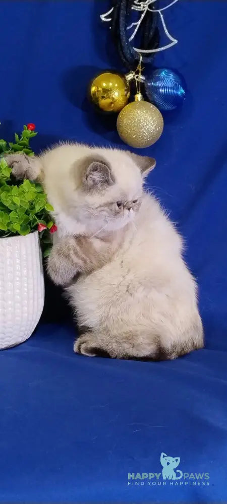 Bella Exotic Female Seal Tabby Pointed Live Animals