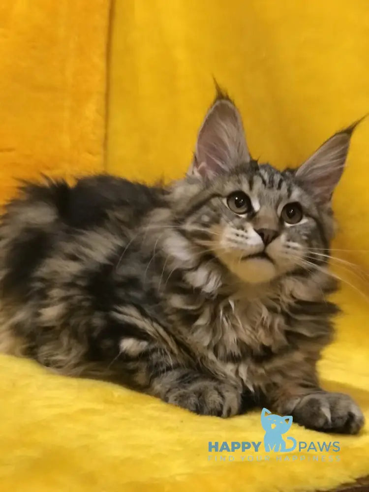Bella Maine Coon female black tabby live animals