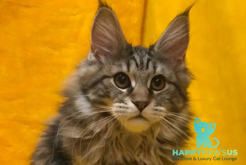 Bella Maine Coon female black tabby live animals