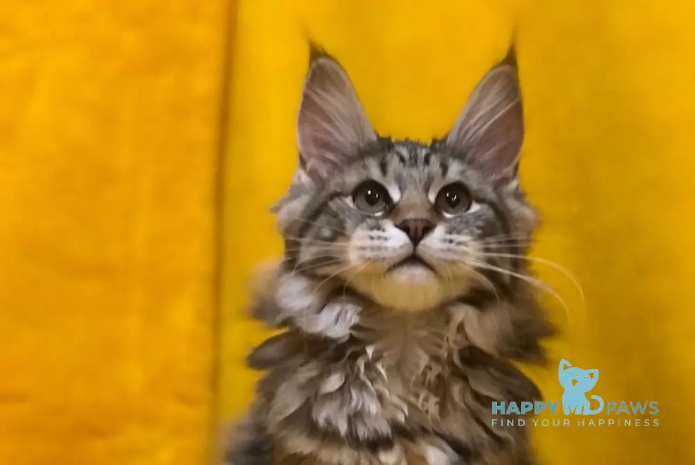 Bella Maine Coon female black tabby live animals
