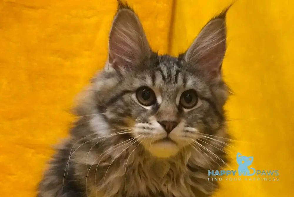 Bella Maine Coon female black tabby live animals
