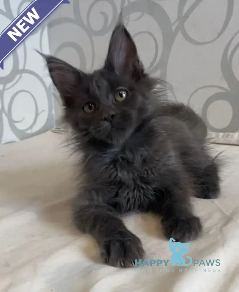 Bella Maine Coon female blue live animals