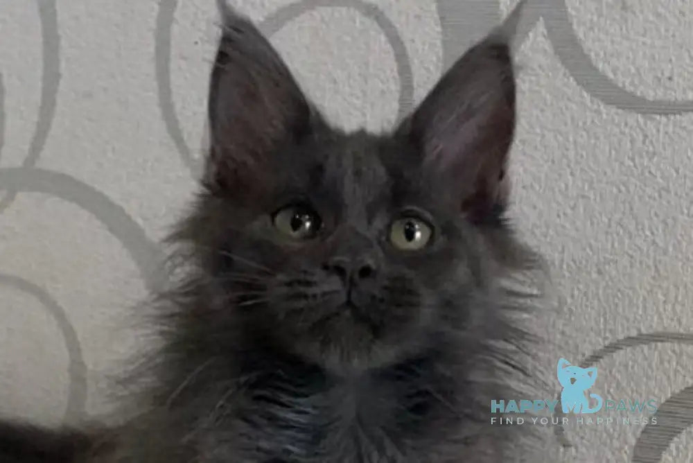 Bella Maine Coon female blue live animals