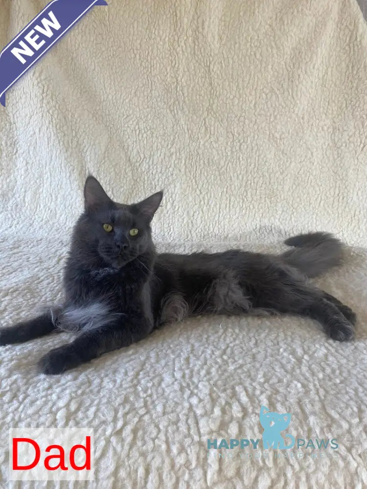 Bella Maine Coon female blue live animals
